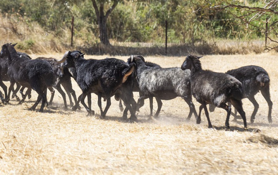 Μονοπάτια Άη Στράτη