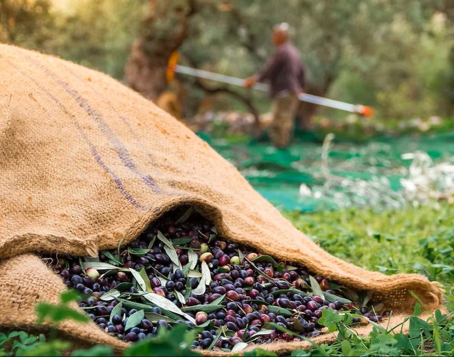 Από την «Papadellis Olive Oil & Partners»
