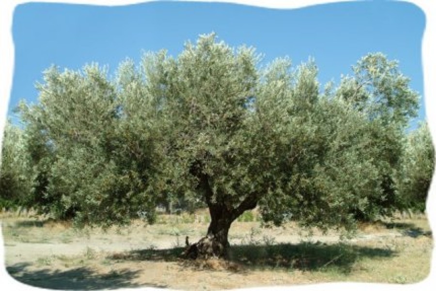 Καταπολέμηση του δάκου 