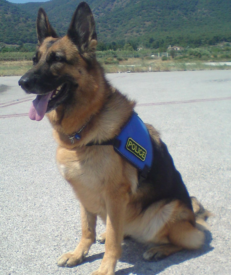 Απεβίωσε ο αστυνομικός σκύλος