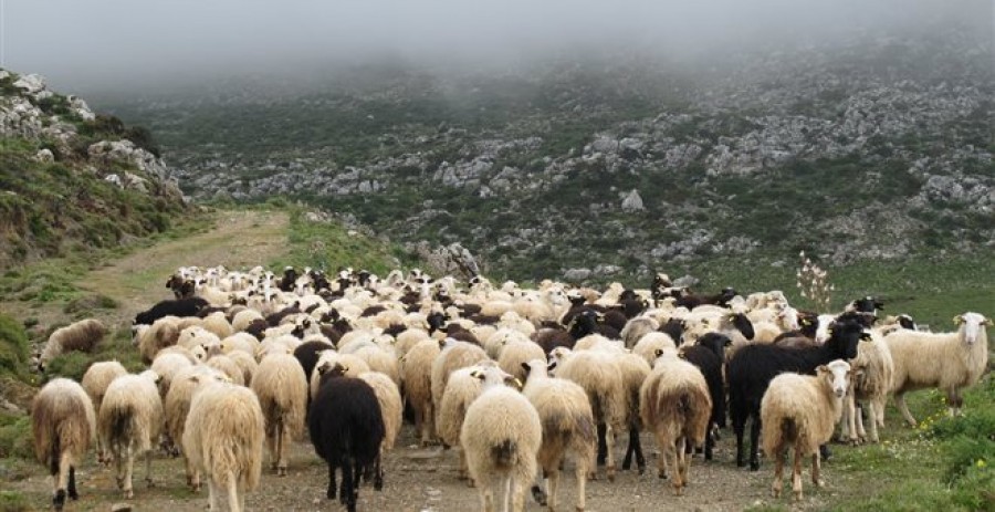 Μπλόκο σε 1800 ζωντανά της Λήμνου