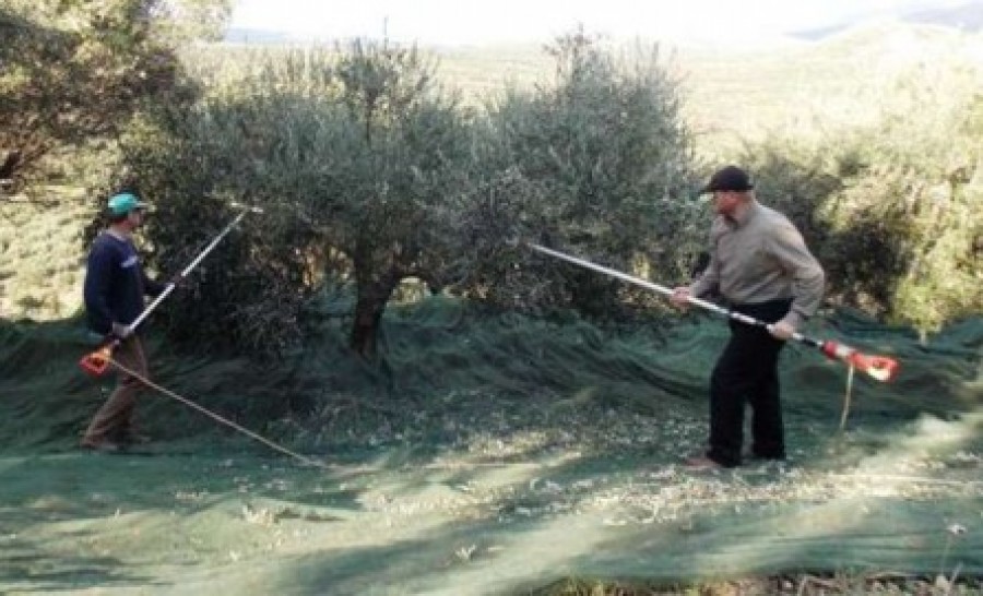 Για τη δακοκτονία