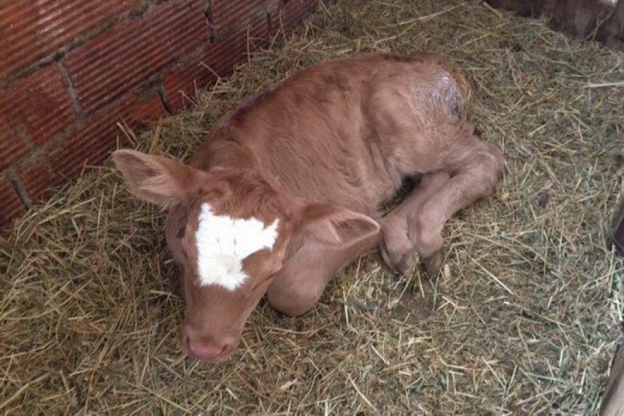 Νέο πλήγμα για την κτηνοτροφία της Λήμνου