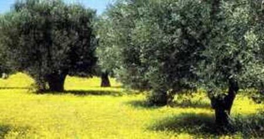 Στους ελαιώνες της Λέσβου