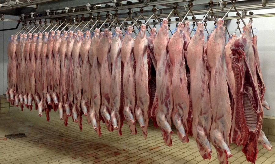 Άρχισαν οι προκρατήσεις αμνοεριφίων 