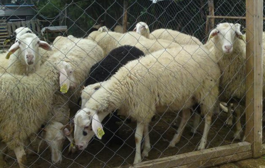 Όρος για τους κτηνοτρόφους