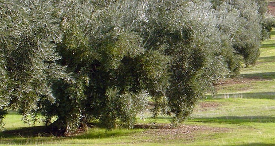 Διαβροχή κατά του δάκου