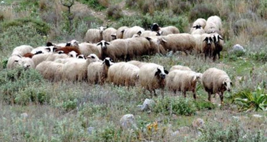 Δεύτερη ενημέρωση κτηνοτρόφων 