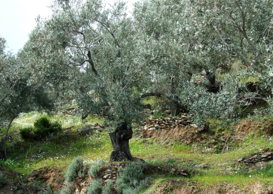 Λεσβιακός ελαιώνας