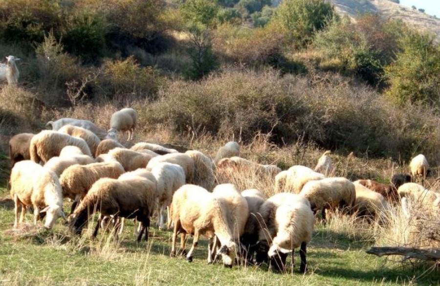 Αθέμιτος ανταγωνισμός για τους ντόπιους κτηνοτρόφους 