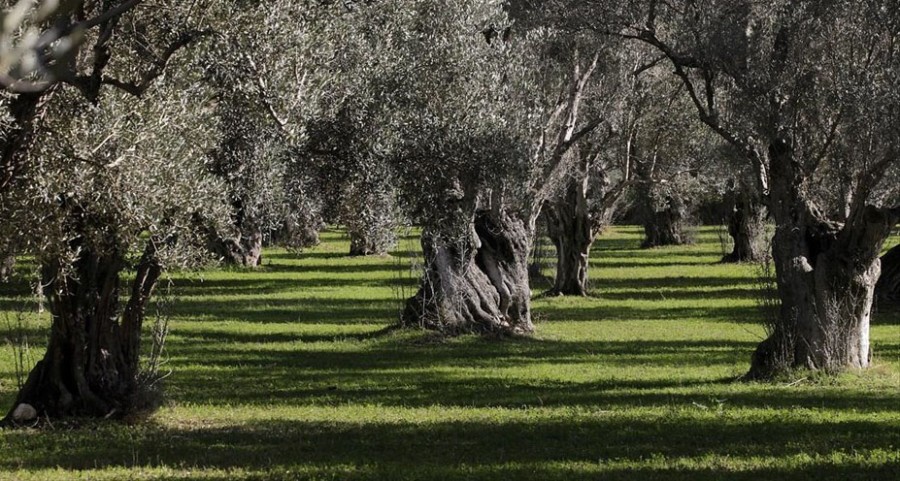 Λεσβιακός ελαιώνας