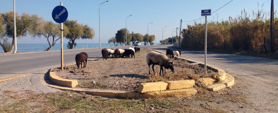Ένας απέραντος ζωολογικός κήπος