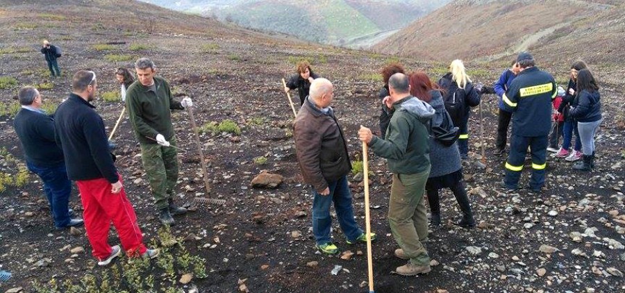 Φύτευση σπόρων τραχείας πεύκης στην περιοχή