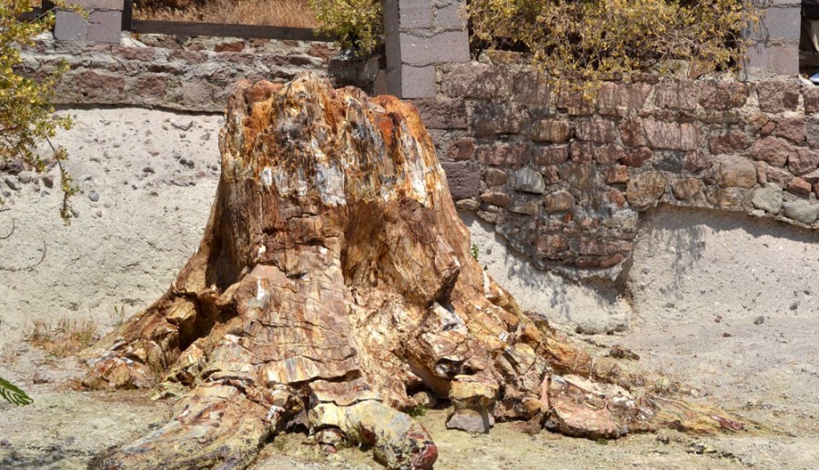 Απολιθωμένο Δάσος Λέσβου