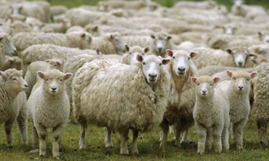 Ο κτηνοτροφικός σύλλογος Δ. Αλεξανδρούπολης διαμαρτύρεται