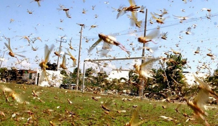 Οι ακρίδες Σιγρίου