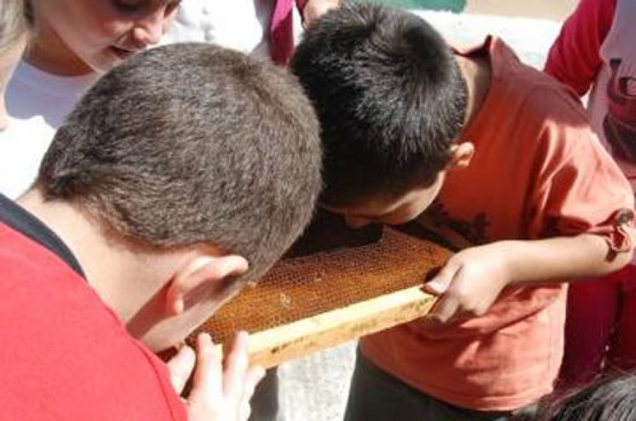 «Η μέλισσα μας μαθαίνει»