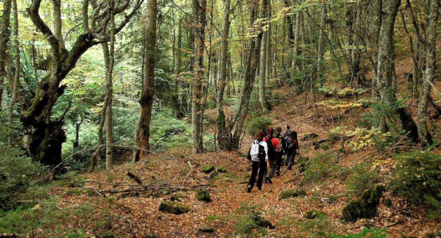 Σε αστικά & περιαστικά δάση