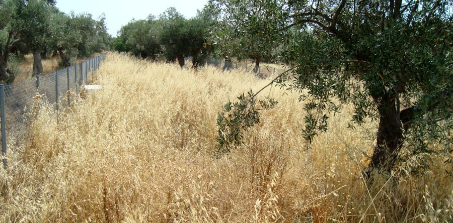 Αποψίλωση «ορφανών» οικοπέδων