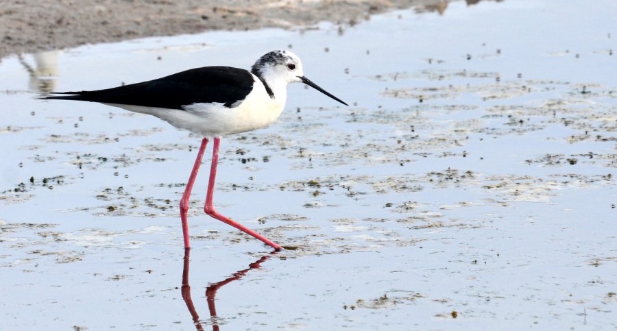 «Στη ρότα των πουλιών»
